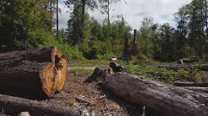 Best Stump Grinding and Removal  in Madison, GA