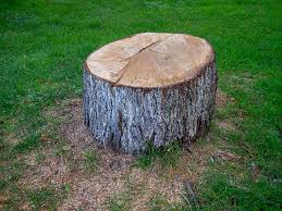 Trusted Madison, GA Tree Care Experts