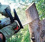 How Our Tree Care Process Works  in  Madison, GA
