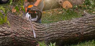 Best Tree Health Inspection  in Madison, GA