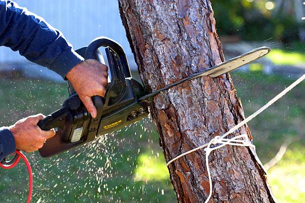 Trusted Madison, GA Tree Care Experts