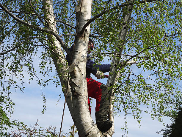 Best Storm Damage Tree Cleanup  in Madison, GA