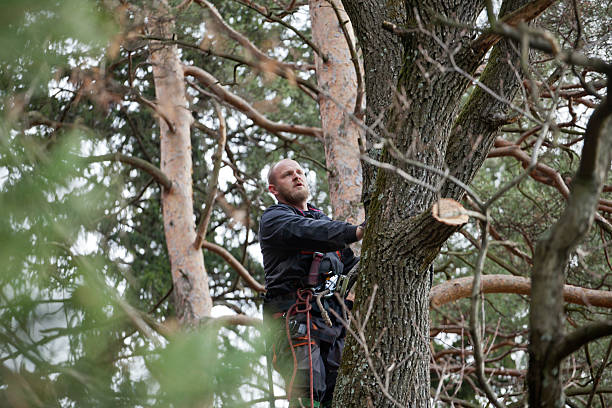  Madison, GA Tree Care Pros
